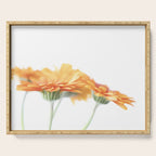 Orange hazy gerbera daisy  Floral spring and summer nature photography  Serving Tray Gallery Image 1