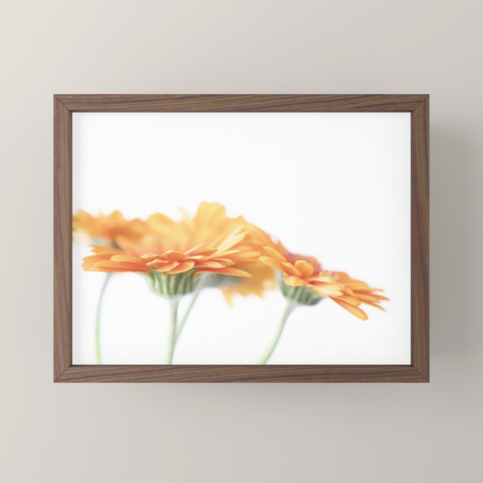 Orange hazy gerbera daisy  Floral spring and summer nature photography  Mini Art Print Gallery Image 2