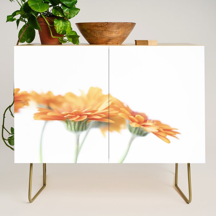 Orange hazy gerbera daisy  Floral spring and summer nature photography  Credenza Gallery Image 1