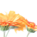Orange hazy gerbera daisy  Floral spring and summer nature photography  Coffee Mug Gallery Image 2