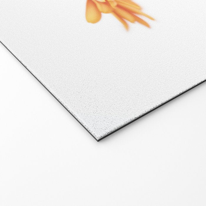 Orange hazy gerbera daisy  Floral spring and summer nature photography  Welcome Mat Gallery Image 2