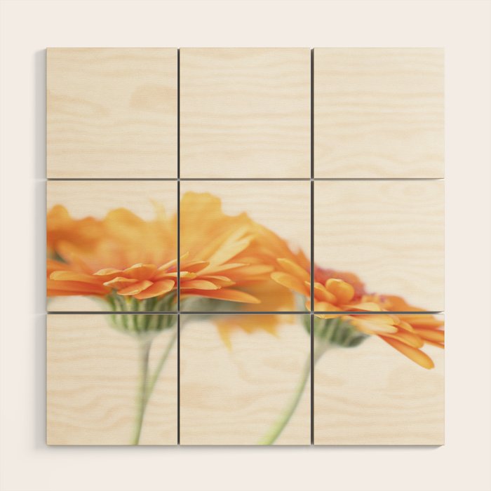 Orange hazy gerbera daisy  Floral spring and summer nature photography  Wood Wall Art Gallery Image 1