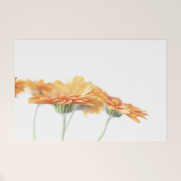 Orange hazy gerbera daisy  Floral spring and summer nature photography  Welcome Mat Gallery Image 1