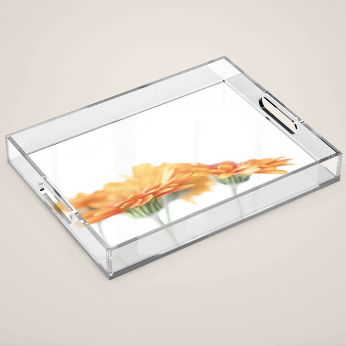 Orange hazy gerbera daisy  Floral spring and summer nature photography  Acrylic Tray Gallery Image 1