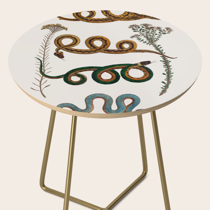 Albertus Seba Baby Breath Snakes  Side Table Gallery Image 2