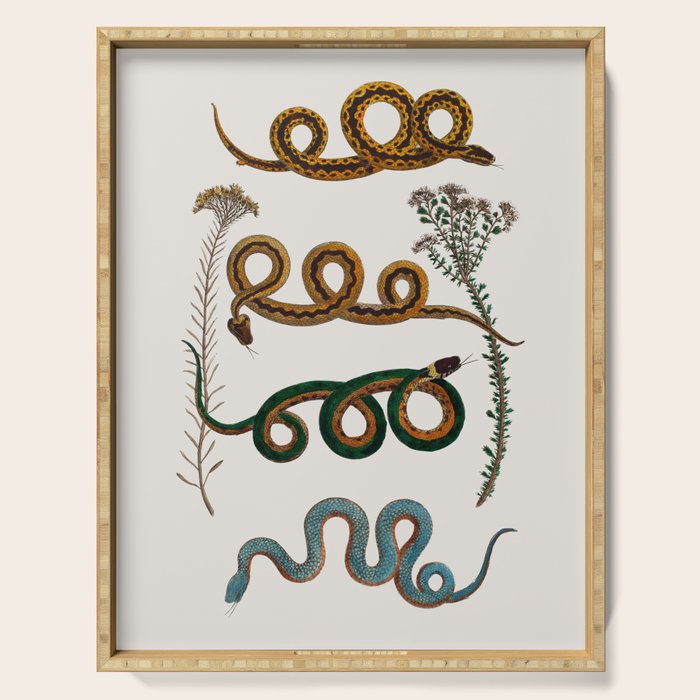 Albertus Seba Baby Breath Snakes  Serving Tray Gallery Image 1