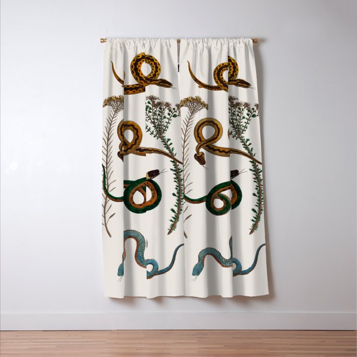 Albertus Seba Baby Breath Snakes  Window Curtain Gallery Image 3