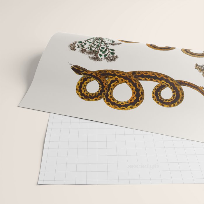 Albertus Seba Baby Breath Snakes  Wrapping Paper Gallery Image 2
