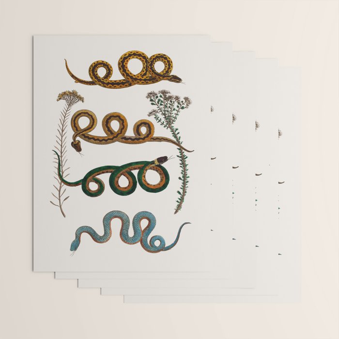 Albertus Seba Baby Breath Snakes  Wrapping Paper Gallery Image 3