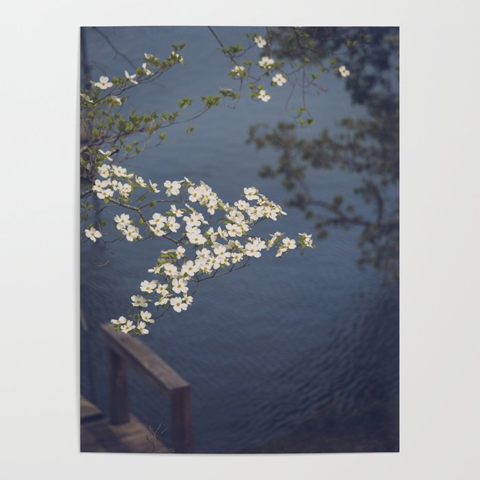 Dogwoods at the Lake x White Dogwoods in Bloom Photography Poster Gallery Image 4