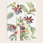 Passiflora and Figs Botanical Illustration, Praying Mantis Poster Gallery Image 4