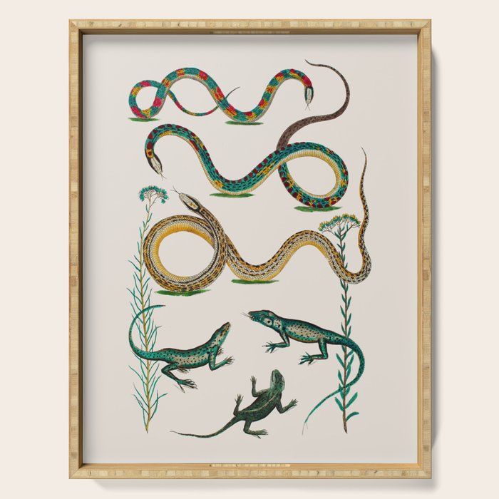 Albertus Seba Snakes And Lizards Teal Serving Tray Gallery Image 1