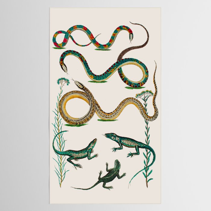 Albertus Seba Snakes And Lizards Teal Tablecloth Gallery Image 2