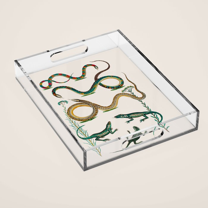 Albertus Seba Snakes And Lizards Teal Acrylic Tray Gallery Image 1