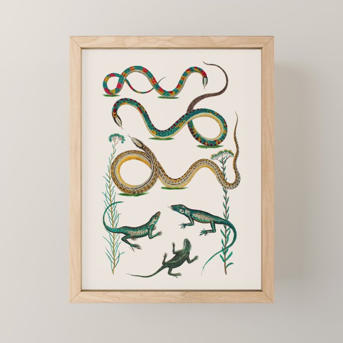 Albertus Seba Snakes And Lizards Teal Mini Art Print Gallery Image 1