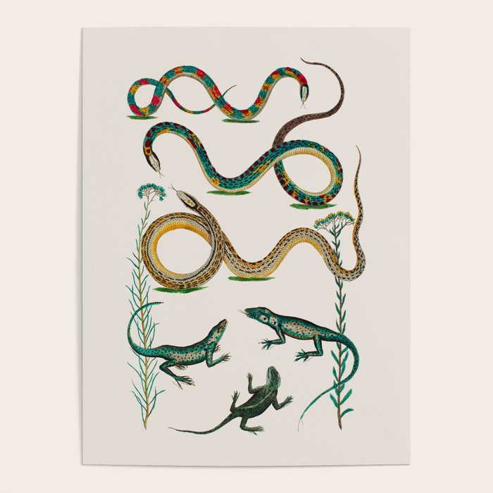 Albertus Seba Snakes And Lizards Teal Poster Gallery Image 1