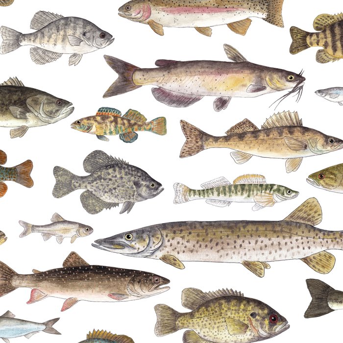 Midwest Freshwater Fish Coffee Mug Gallery Image 2