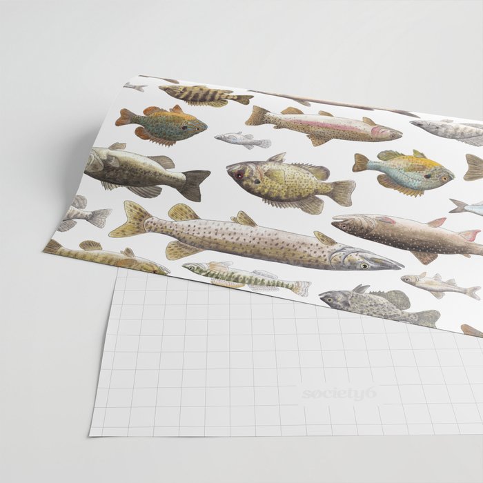 Midwest Freshwater Fish Wrapping Paper Gallery Image 2