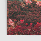 Those Pink Afternoons Poster Gallery Image 3