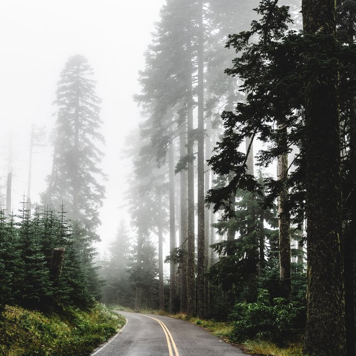 Foggy Forest Road - Pacific Northwest Travel Coffee Mug Gallery Image 2