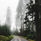 Foggy Forest Road - Pacific Northwest Travel Coffee Mug Gallery Image 2