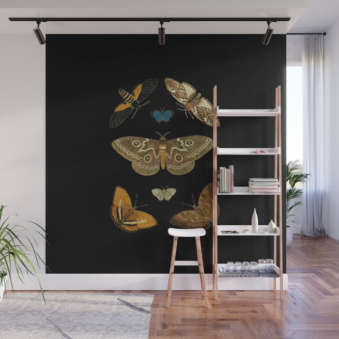 Moths Butterflies In Darkness Vintage Scientific Illustration Encyclopedia Diagram Wall Mural Gallery Image 1