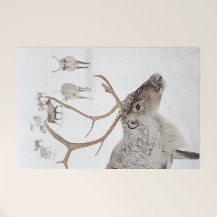 Reindeer With Antlers Art Print | Tromsø Norway Animal Snow Photo | Arctic Winter Travel Photography Welcome Mat Gallery Image 1