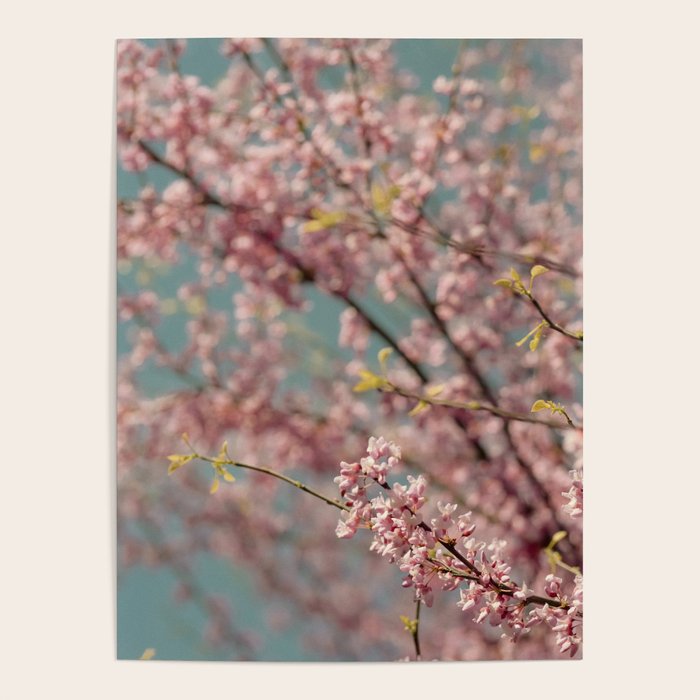 Pink Flower Abstract - redbud tree spring art Poster Gallery Image 4