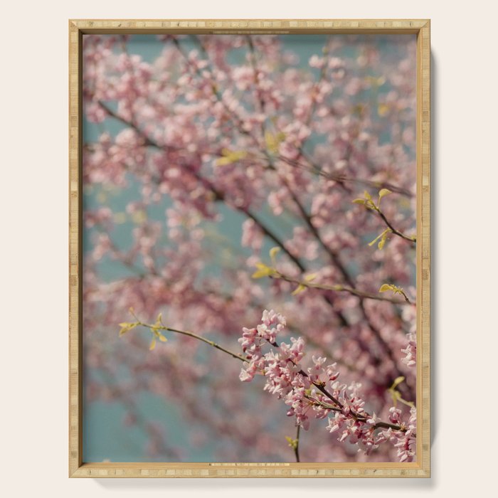 Pink Flower Abstract - redbud tree spring art Serving Tray Gallery Image 1