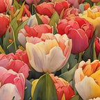 Colorful tulips watercolor Coffee Mug Gallery Image 2