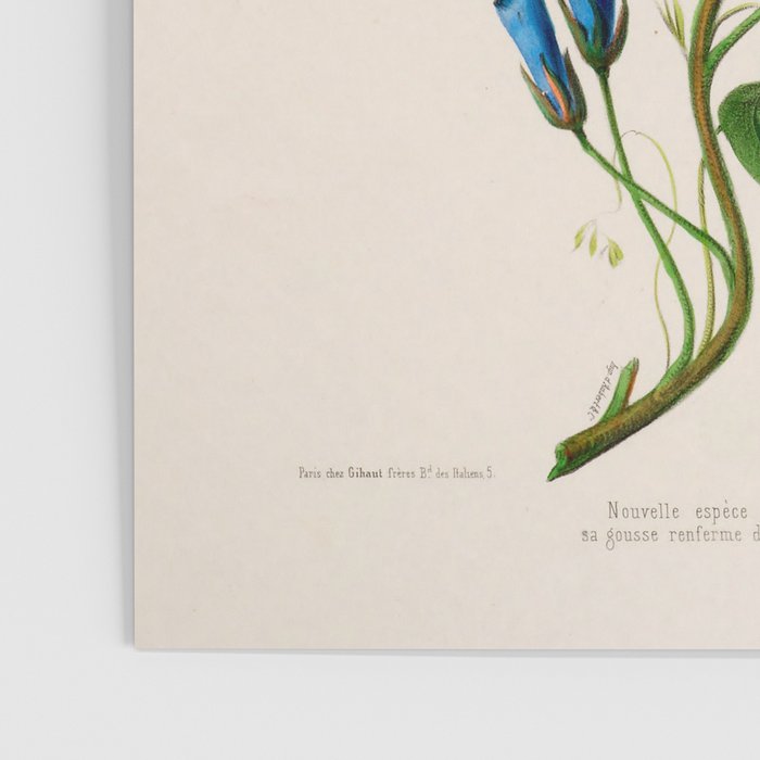 Celestine (blue bindweed) from "Flore dâAmÃ©rique" by Ãtienne Denisse, 1840s Poster Gallery Image 3