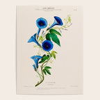 Celestine (blue bindweed) from "Flore dâAmÃ©rique" by Ãtienne Denisse, 1840s Poster Gallery Image 4