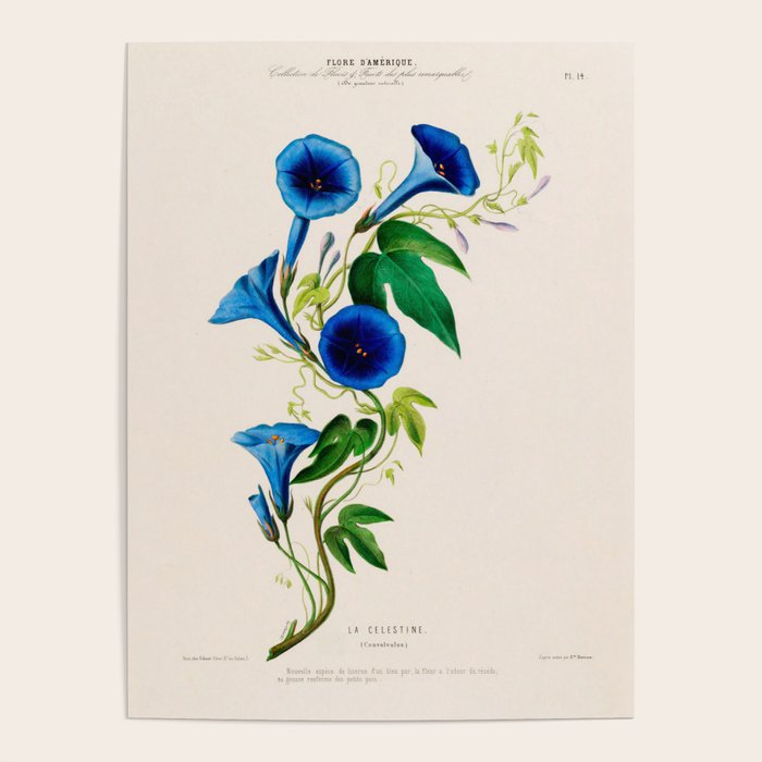 Celestine (blue bindweed) from "Flore dâAmÃ©rique" by Ãtienne Denisse, 1840s Poster Gallery Image 4