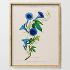 Celestine (blue bindweed) from "Flore dâAmÃ©rique" by Ãtienne Denisse, 1840s Serving Tray Gallery Image 1