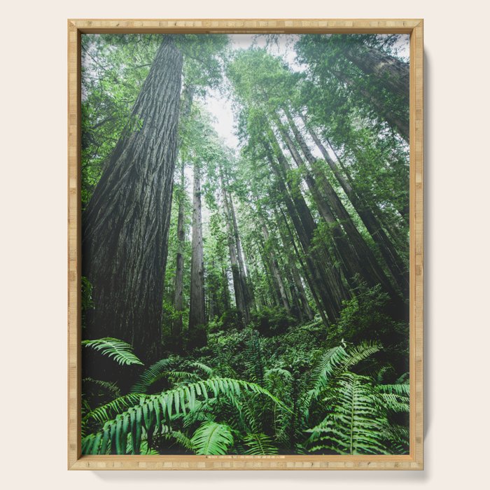 Redwood National Park- Pacific Northwest Nature Photography Serving Tray Gallery Image 1