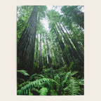 Redwood National Park- Pacific Northwest Nature Photography Poster Gallery Image 4