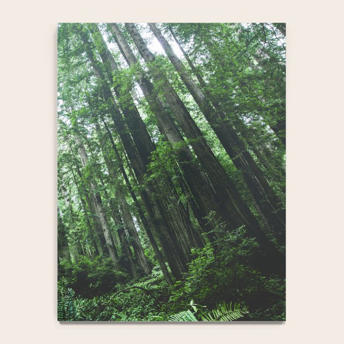 Redwood National Park- Pacific Northwest Nature Photography Notebook Gallery Image 4