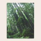 Redwood National Park- Pacific Northwest Nature Photography Notebook Gallery Image 4