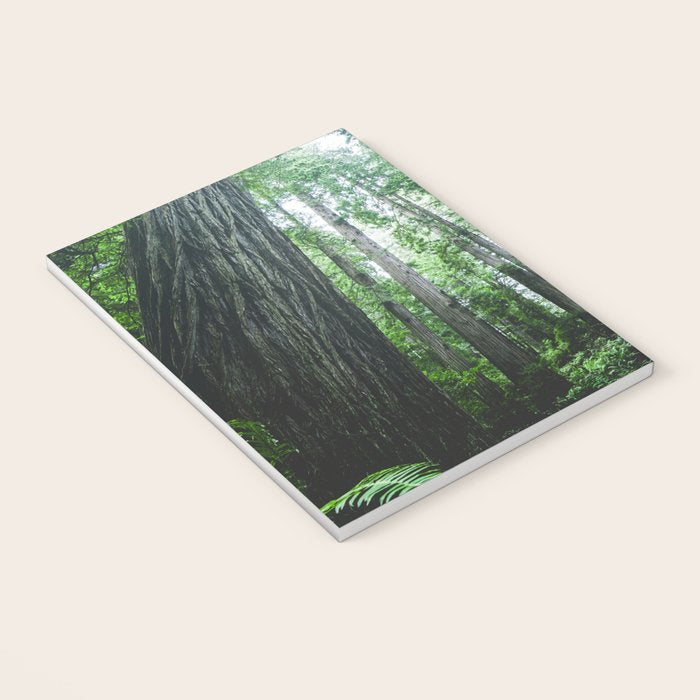 Redwood National Park- Pacific Northwest Nature Photography Notebook Gallery Image 3