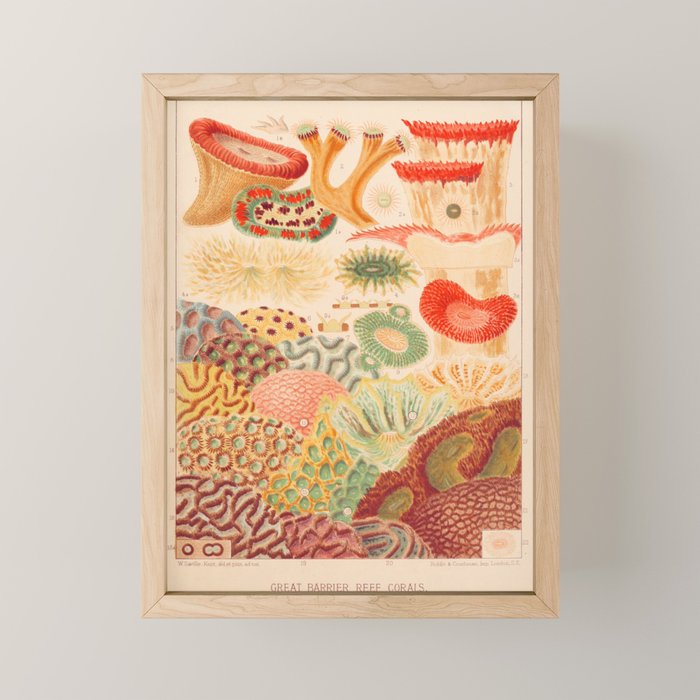 Corals from âThe Great Barrier Reef of Australiaâ by William Saville Kent, 1893 Mini Art Print Gallery Image 1