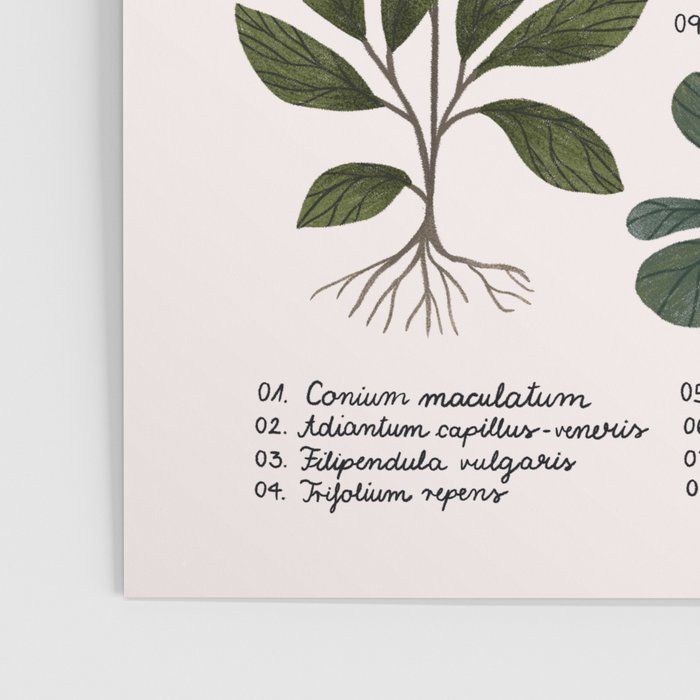 Herbarium ~ vintage inspired botanical art print ~ white Poster Gallery Image 3
