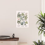 Herbarium ~ vintage inspired botanical art print ~ white Poster Gallery Image 2