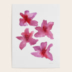 Pink Azaleas Orchid Flower Poster Gallery Image 4