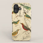 Thrush-shrikes from The Edinburgh Journal, 1835 (benefitting The Nature Conservancy) iPhone Case Gallery Image 1