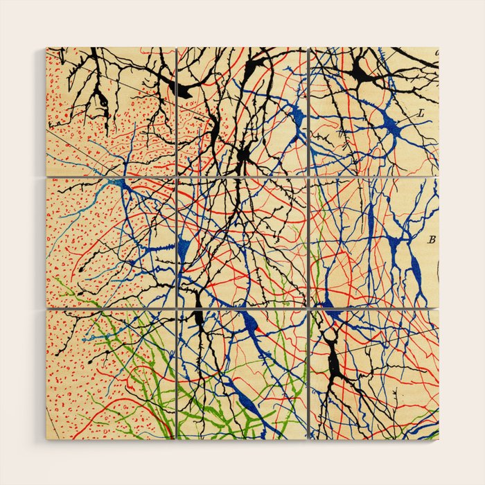 Santiago Ramón Y Cajal Nerve Cells Wood Wall Art Gallery Image 1