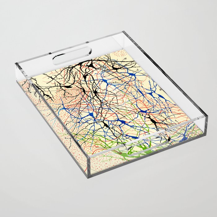 Santiago Ramón Y Cajal Nerve Cells Acrylic Tray Gallery Image 1