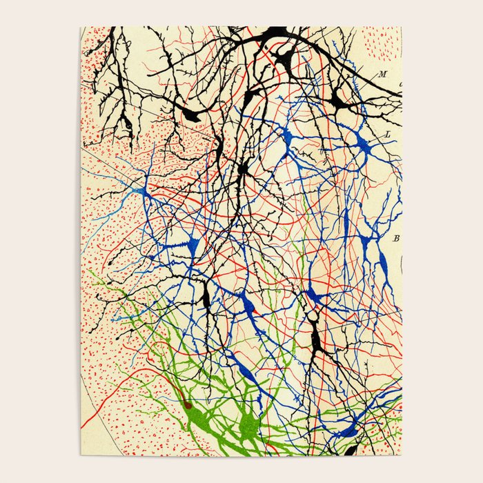 Santiago Ramón Y Cajal Nerve Cells Poster Gallery Image 4