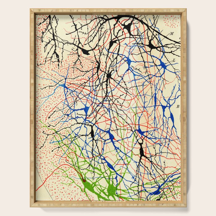 Santiago Ramón Y Cajal Nerve Cells Serving Tray Gallery Image 1