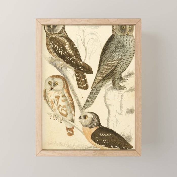 Owls from The Edinburgh Journal, 1835 (benefitting The Nature Conservancy) Mini Art Print Gallery Image 1