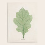 Oak Leaf Poster Gallery Image 4